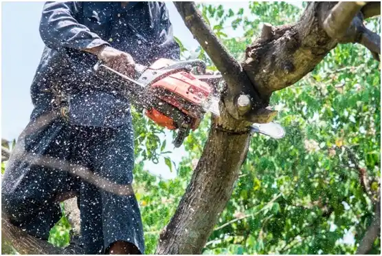 tree services Basye